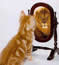 Bild von tom_der_kater