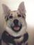 Bild von huskie112
