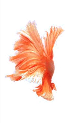 Ios 9 Die 6 Coolsten Live Foto Wallpaper Fur Das Iphone Mac Life