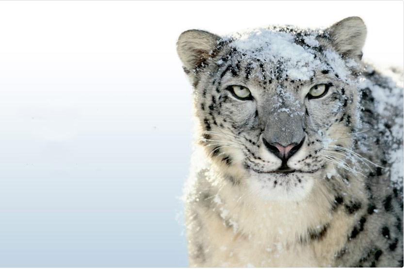 apple snow leopard update