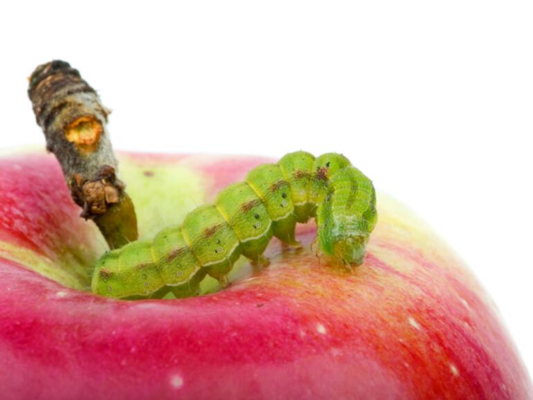 Ist bei Apple tatsächlich der sprichwörtliche Wurm drin?