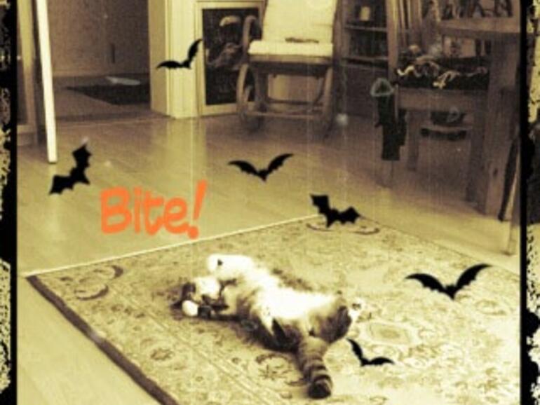 Nur für Hardcore-Fans interessant: B Movie Horror Posters. Hier gibt’s lediglich rund 60 alte Filmplakate zum Anschauen.