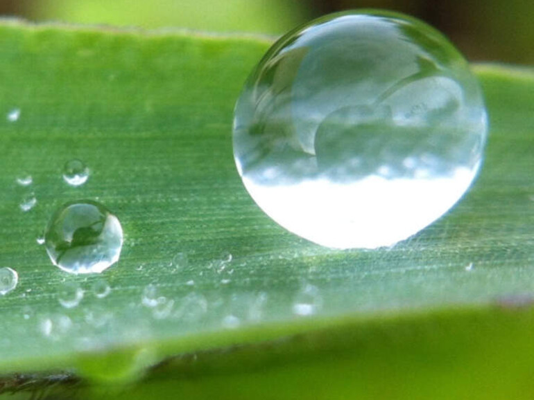 Die App zum Olloclip unterstützt Nahaufnahmen mit zusätzlichem Digitalzoom 