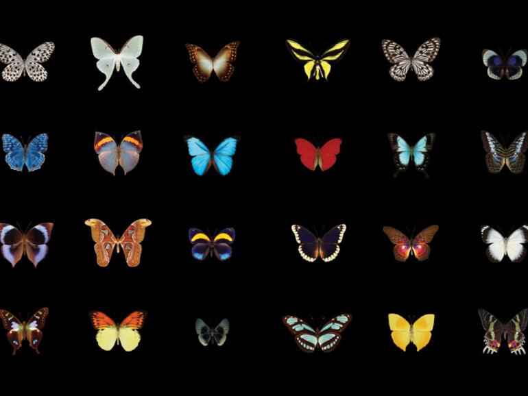 Es wurden viele Schmetterlinge mit höchsten Detailgrad abgelichtet.