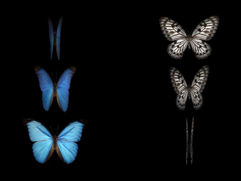 Der Flügelschlag konnte dank hochauflösender Hochgeschwindigkeitskamera perfekt fotografiert werden.