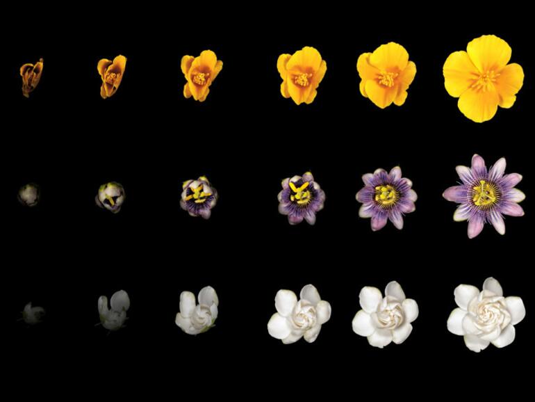 Trotz der relativen Einfachheit eine Blume zu fotografieren, war der gesamte Vorgang sehr zeitaufwendig.