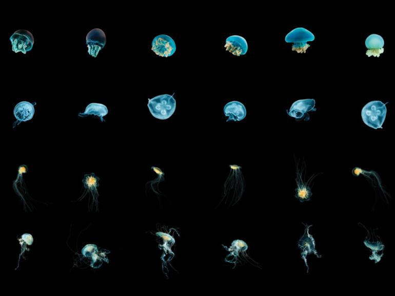 Apple hat unzählige Quallenarten in das Fotostudio geholt.