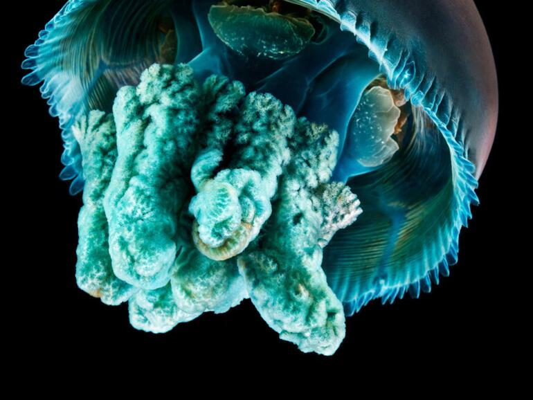 Kleinste Details wie hier sind auf der Apple Watch nicht zu erkennen.