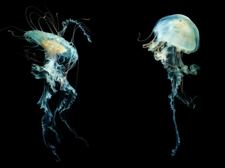 Für die Aufnahmen wurden Phantom Kameras eingesetzt, die bis zu 300 Bilder pro Sekunde machen.