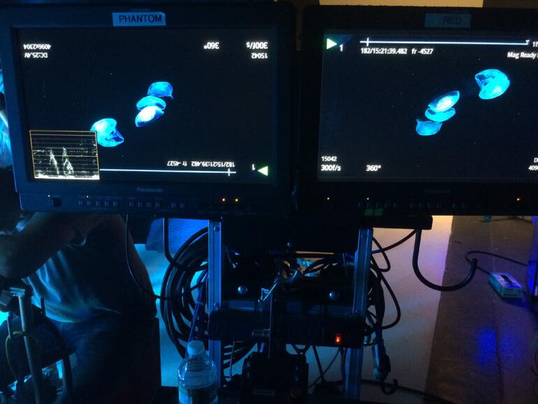 Die Quallen schwammen immer zum Licht am Grund des Beckens, daher mussten die Kameras auf den Kopf gestellt werden.