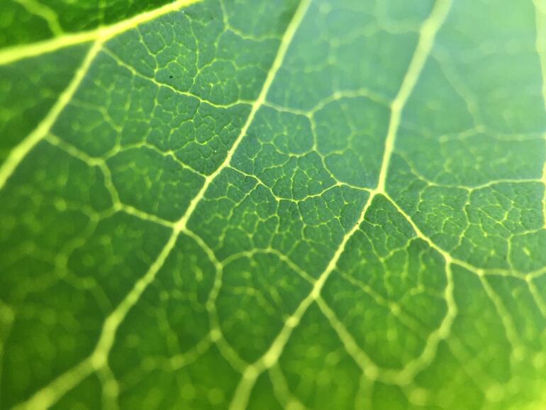 Foto mit der Moment Macro Lens