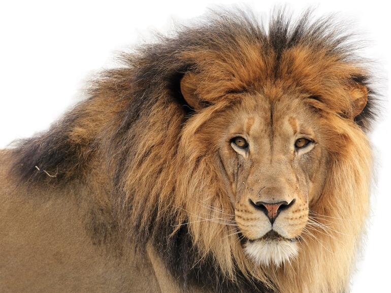 Photoshop Elements 14