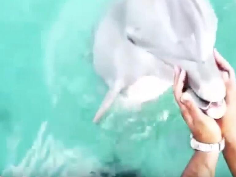 Delfin bringt das iPhone zurück