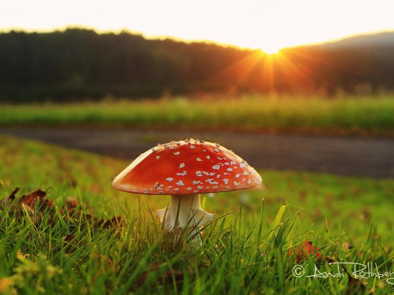 "Die letzten Sonnenstrahlen"