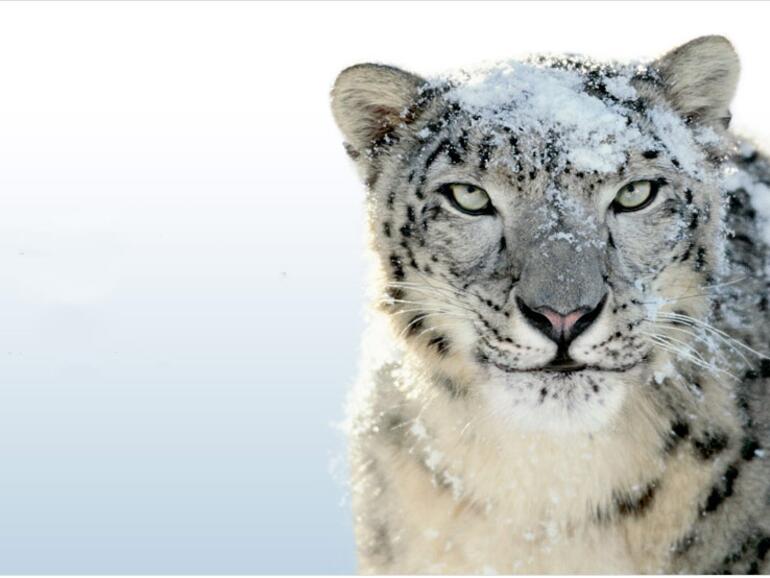 Mac OS X 10.6 (Snow Leopard) erhält Anfang 2016 ein Update