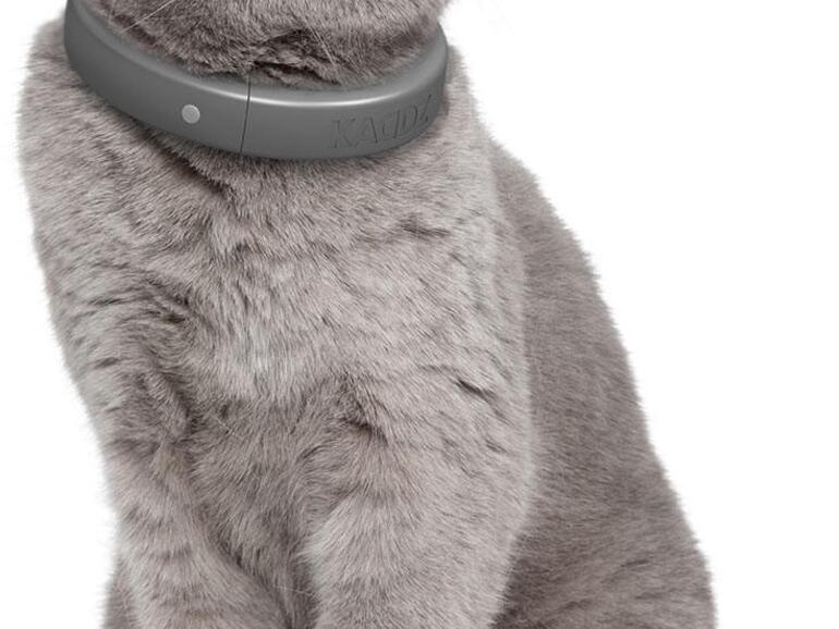 Bei einer Zugkraft ab zwei Kilogramm öffnet sich das Kaddz-Halsband automatisch, damit die Katze nicht Gefahr läuft sich zu erwürgen.
