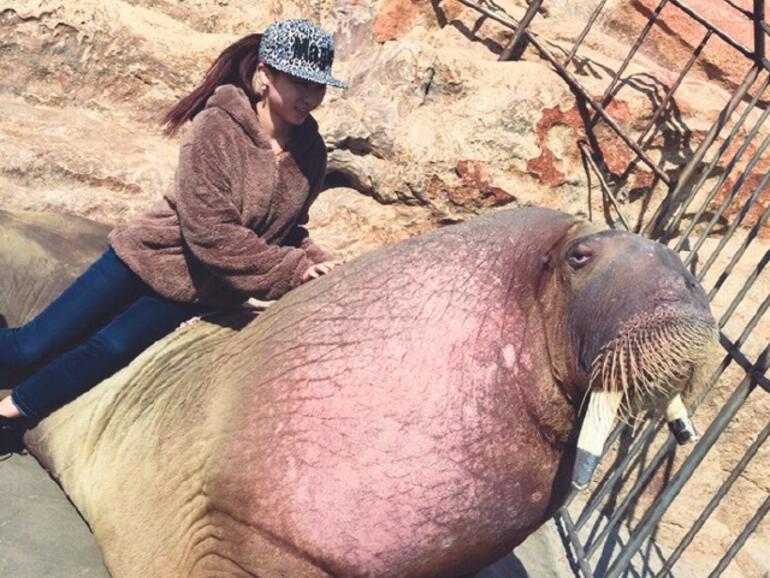 Foto mit Walross im Zoo in Weihai im Nordosten Chinas.