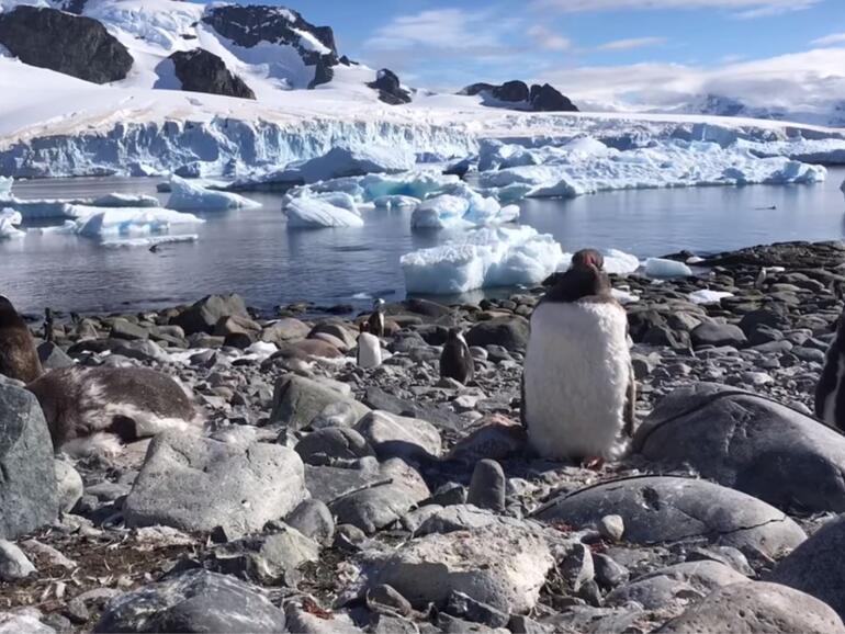 Pinguine sind die Hauptdarsteller in einem der 8 neuen Shot on iPhone-Videos