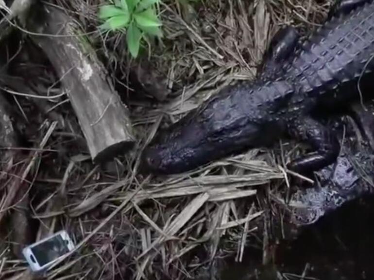 Der Alligator, der ein iPhone liebte