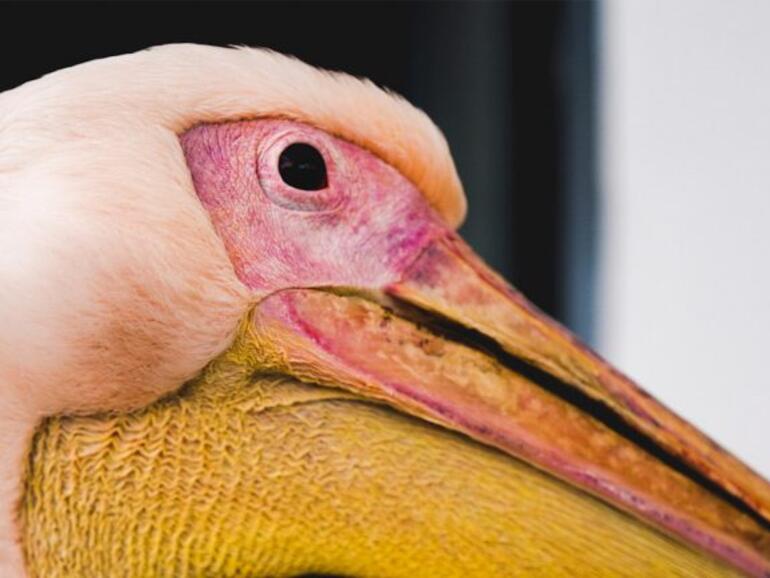 Adobe Lightroom auf dem Apple TV