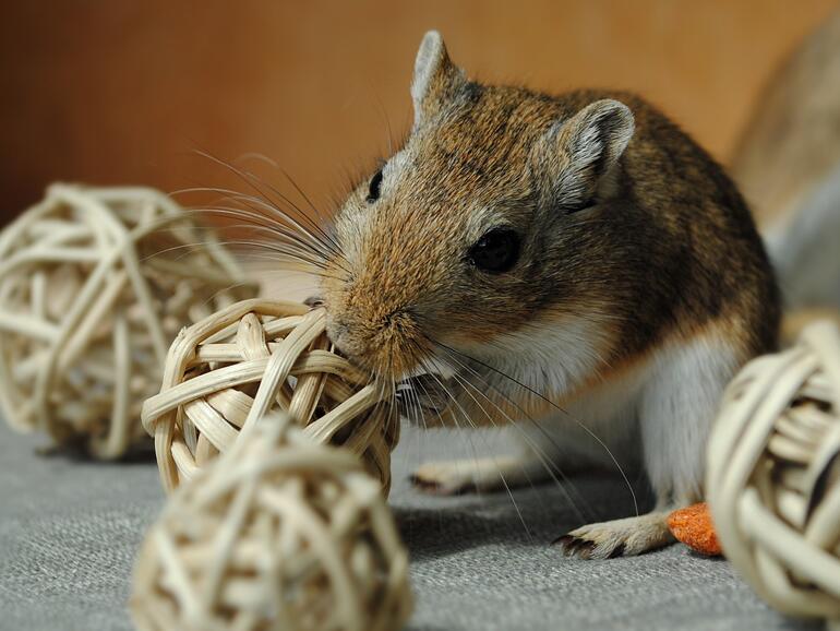 Er will doch nur spielen