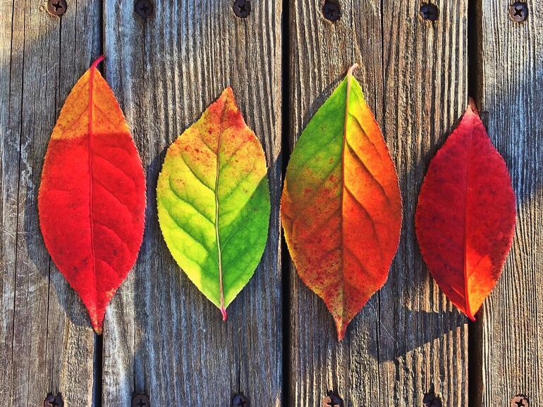 Herbstliches Softwarepaket von MacUpdate hilft bares Geld sparen