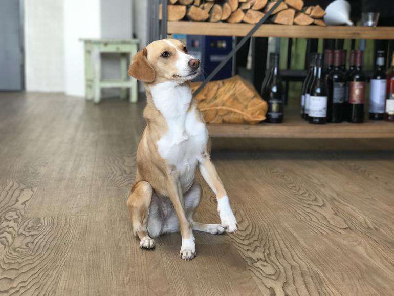 Apple iPhone 7 Plus (mit Tiefenschärfe-Effekt)