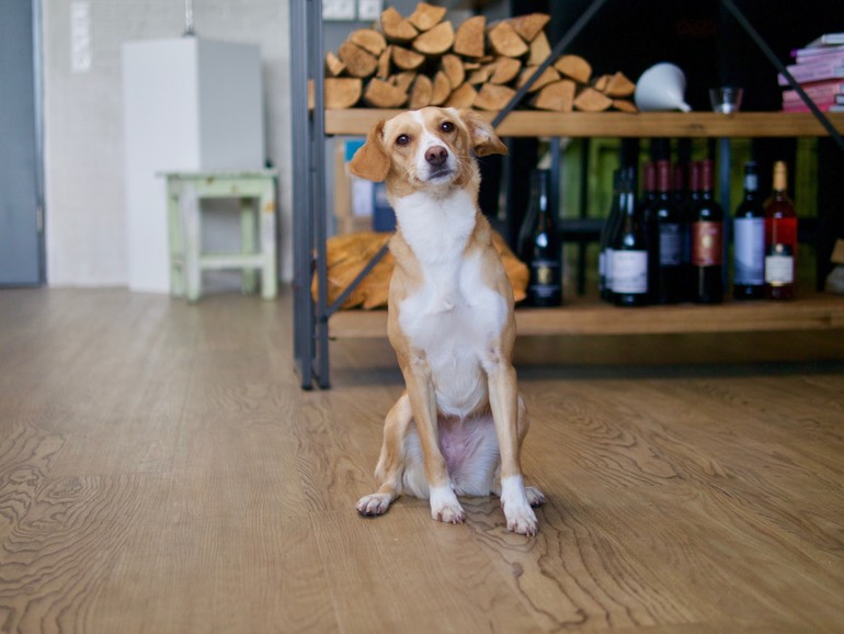 Panasonic Lumix GX-1