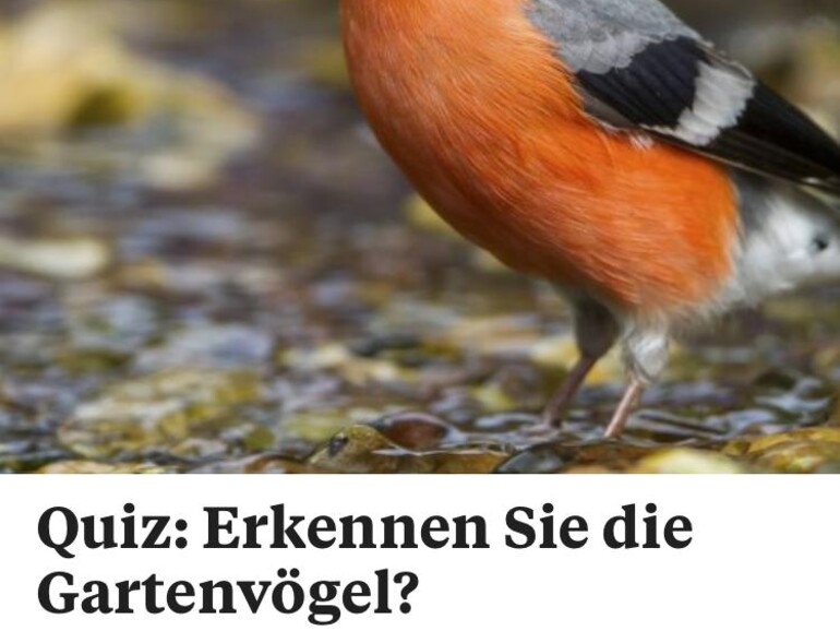 Screenshot aus der Flipboard-App