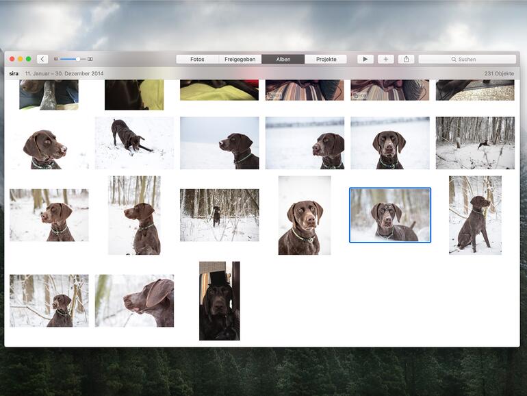 Mit Schlagwörtern können Sie einfach Fotos wiederfinden