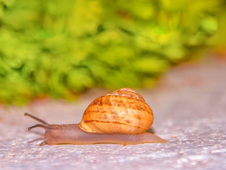 Internetausbau in Deutschland geht im Schneckentempo voran