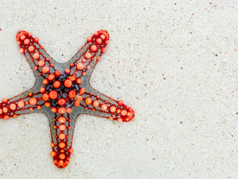 Was ist Apples Projekt „Star“?