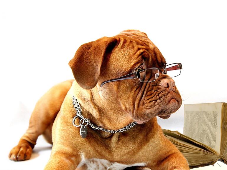 Auf den Hund gekommen