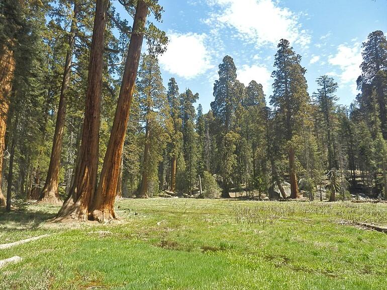 Round Meadow im Sequoia-Nationalpark