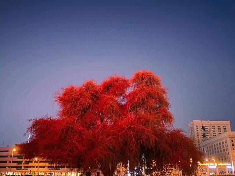 Eine tolle Komposition, die den baum fast wie ein UFO wirken lässt. Instagram: @mitsun, Mumbai, Maharashtra Indien, iPhone 11 Pro.