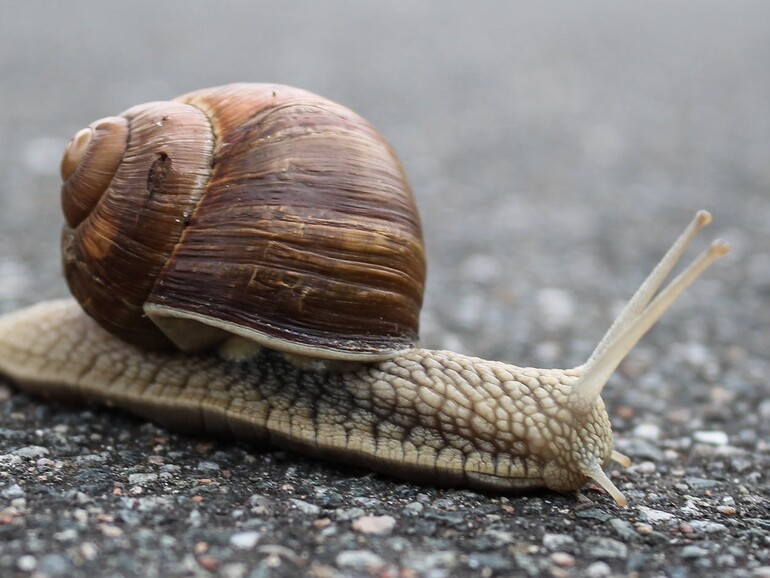 Werden iPhones durch iOS 14.5 langsamer?