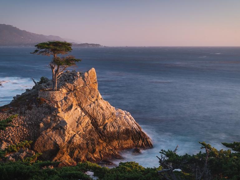 The Lone Cypress