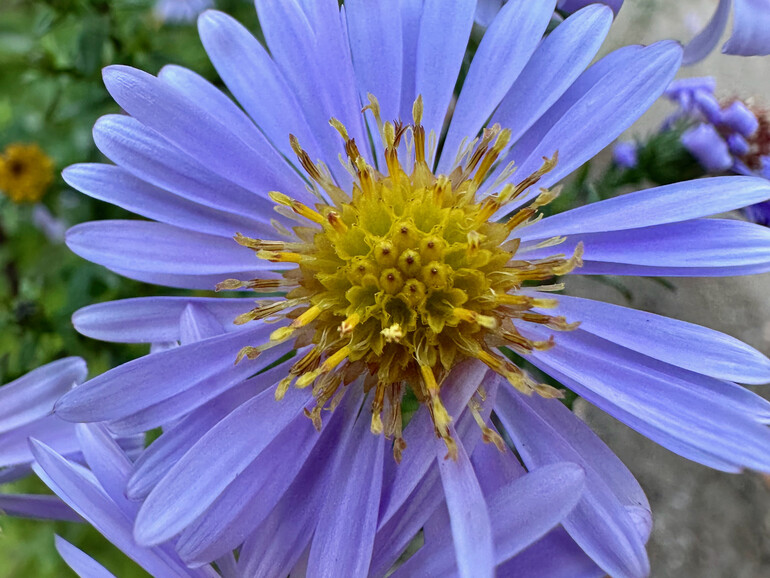 Das Bild mit der insgesamt höchsten Punktzahl ist ein Makro-Bild, das wir mit dem iPhone 14 Pro geschossen haben.