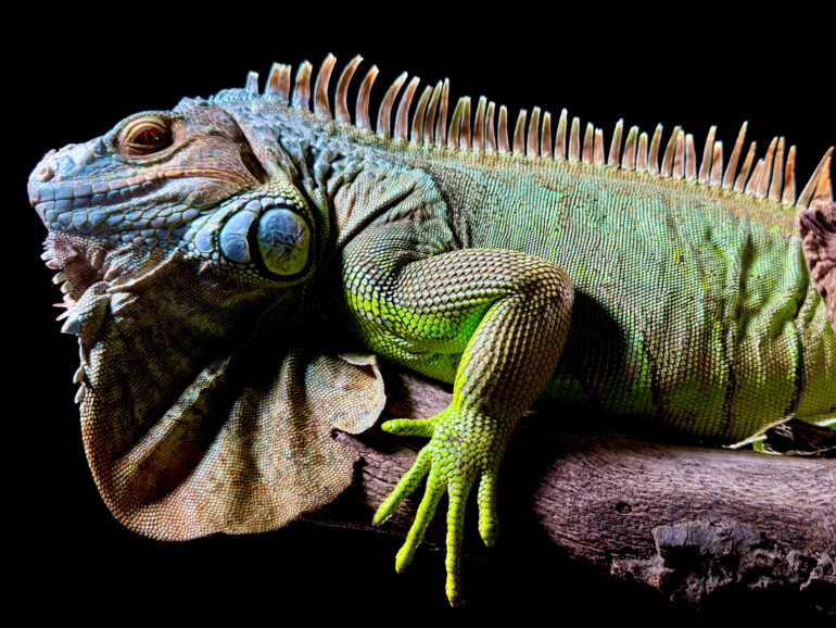 Das iPhone 15 Pro sammelt deutlich mehr Details ein.