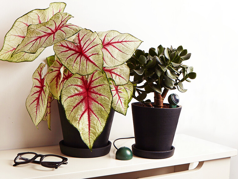 Der kleine Sensor im Blumentopf misst die Daten, der Wi-Fi-Hub sendet sie an dein Smartphone – wo immer du gerade bist.