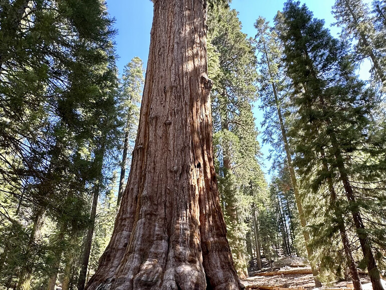 Der größte Baum der Welt: Der Sequioa „General Sherman“