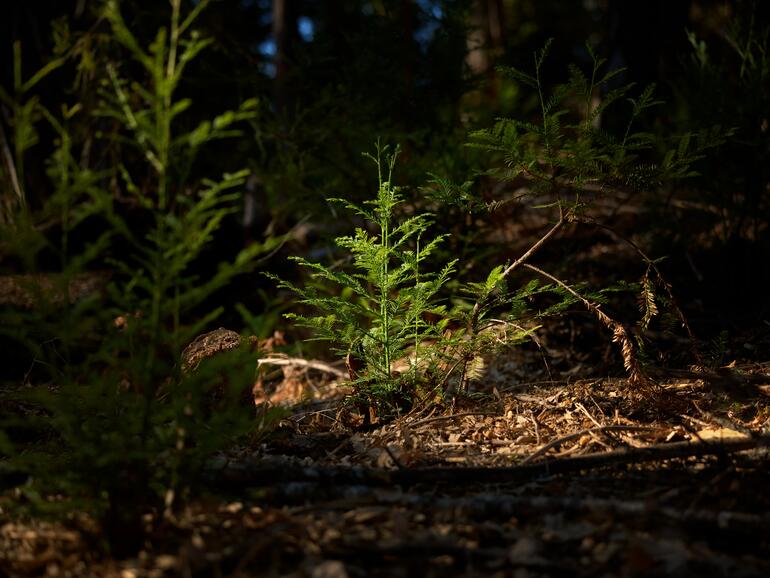 Apple investiert in den Redwood Forest