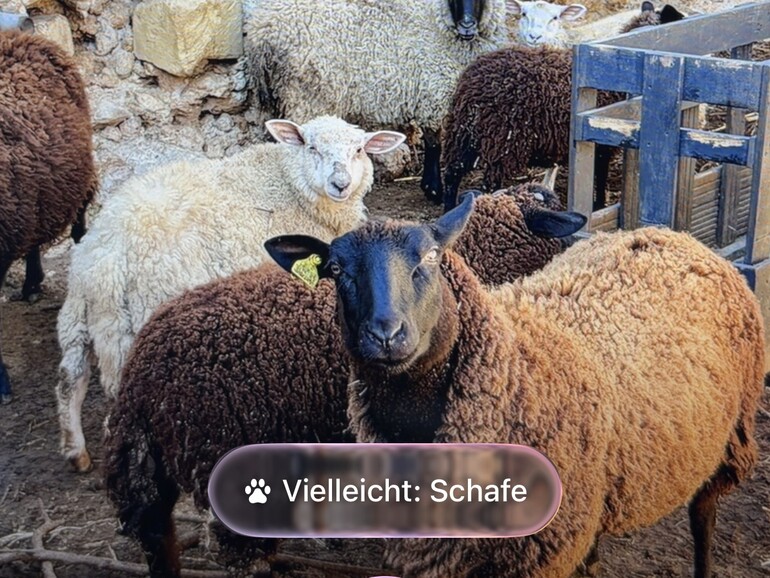 Visuelles Nachschlagen erfordert iOS 15 oder neuer.