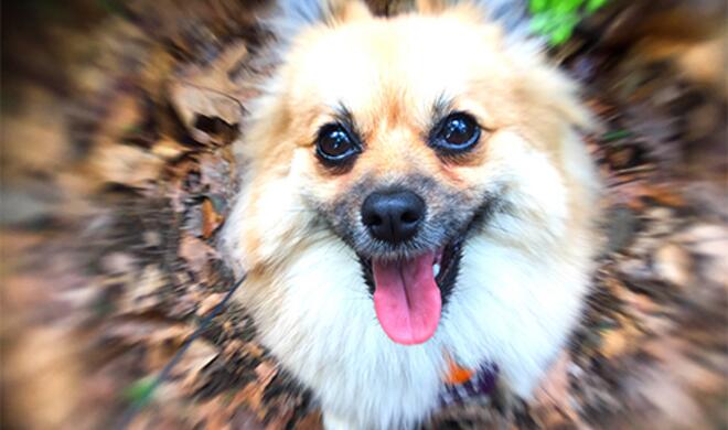 Die Effektlinse LM-20 sorgt für verwischte  Bildränder