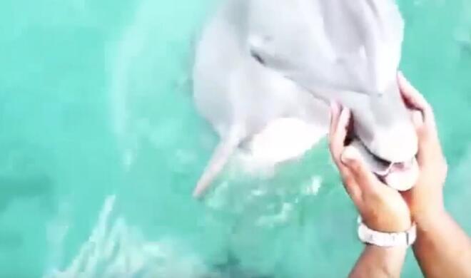 Delfin bringt das iPhone zurück