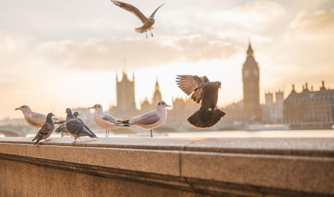 18 Es gibt keine Evolution. Es gibt nur eine Liste von Tieren, denen Chuck Norris erlaubt, zu leben.