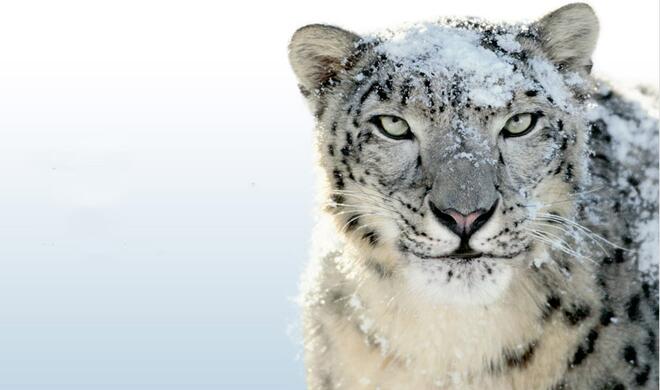 Mac OS X 10.6 (Snow Leopard) erhält Anfang 2016 ein Update