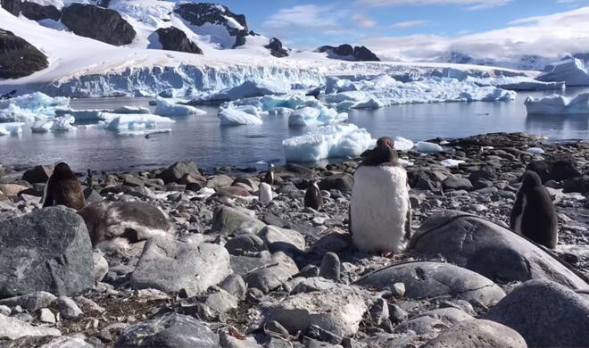 Pinguine sind die Hauptdarsteller in einem der 8 neuen Shot on iPhone-Videos