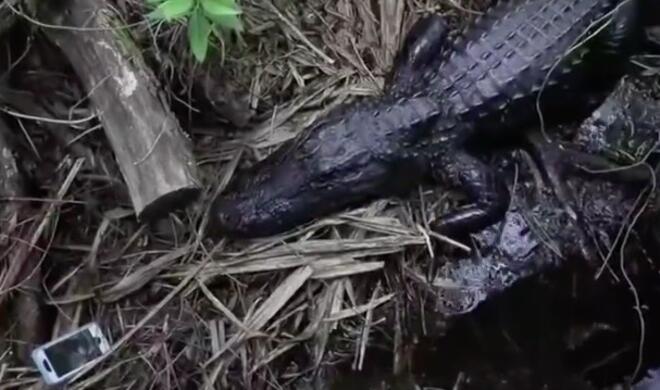 Der Alligator, der ein iPhone liebte