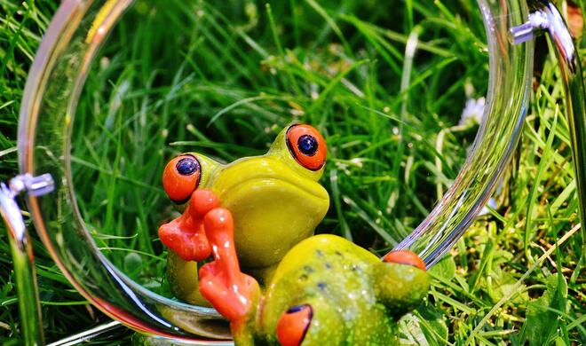 Frosch im Spiegel